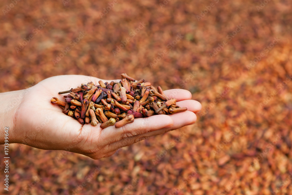 Crop of fresh clove spice flowers stacked up in heap on woman palm on background of drying raw buds 