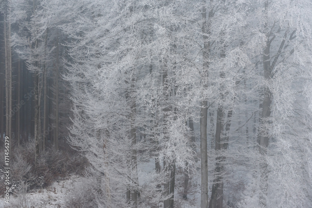 foggy winter landscape - frosty trees in snowy forest