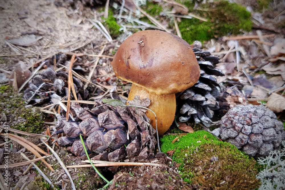 森林中的牛肝菌