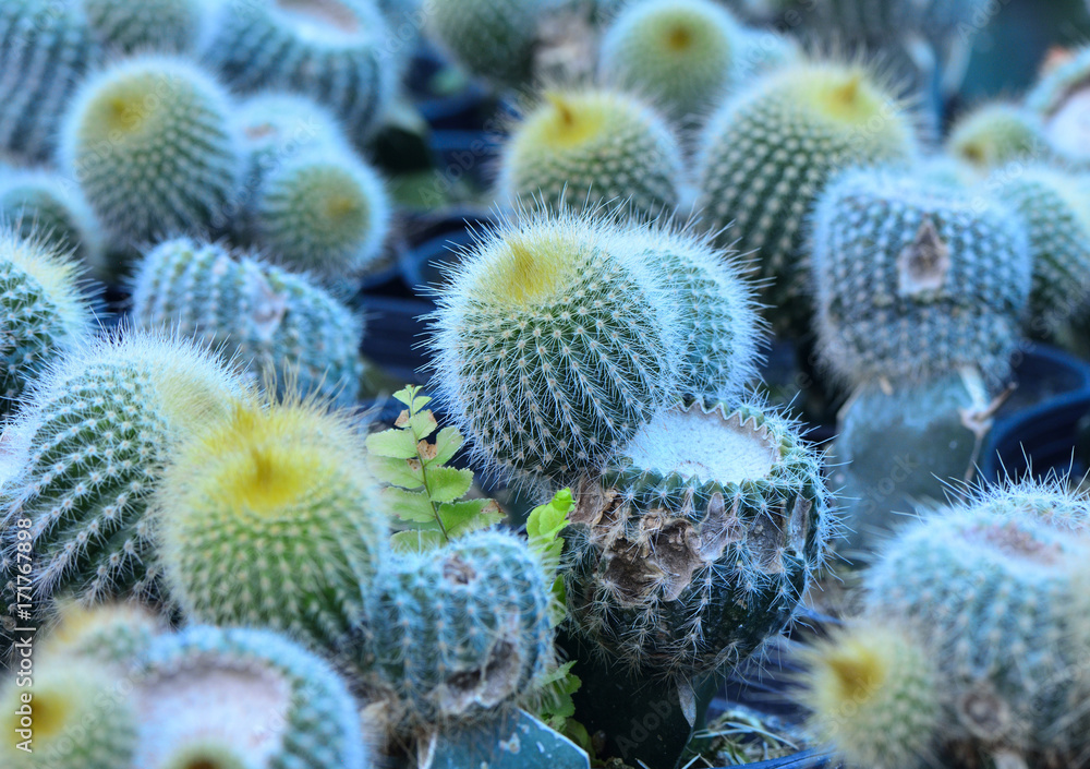 Beautiful baby oval cactus in flowerpots put together on a showing shelf, torn plantation