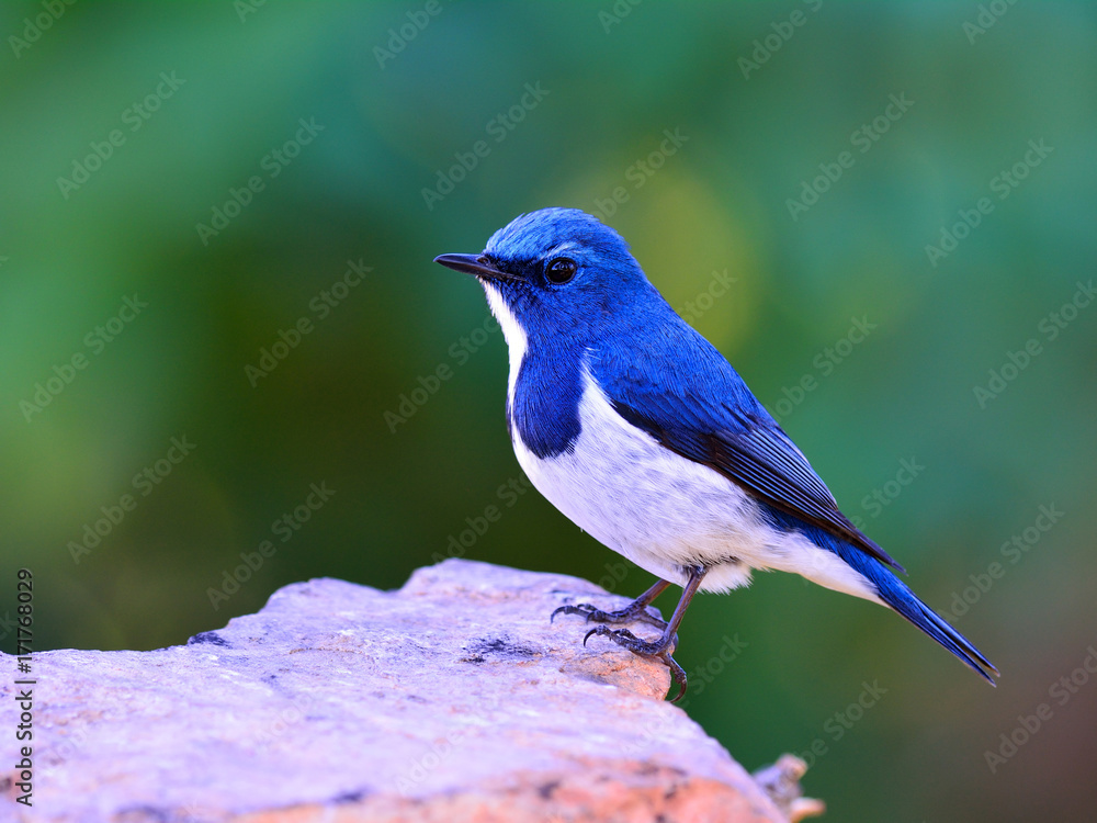 美丽的蓝鸟，Ultamarine Flycatcher（superciliaris ficedula）站在远处的岩石上