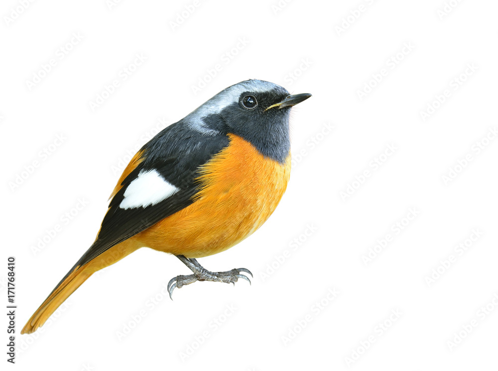 美丽的胖乎乎的橙色鸟，银色的头和黑色的翅膀，Daurian Redstart（Auroreus Phoenicuru）