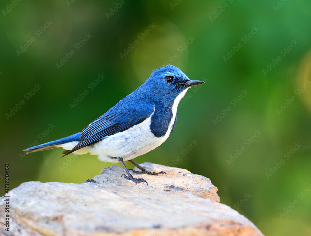 美丽的蓝鸟，Ultamarine Flycatcher（superciliaris ficedula）栖息在岩石上，可爱