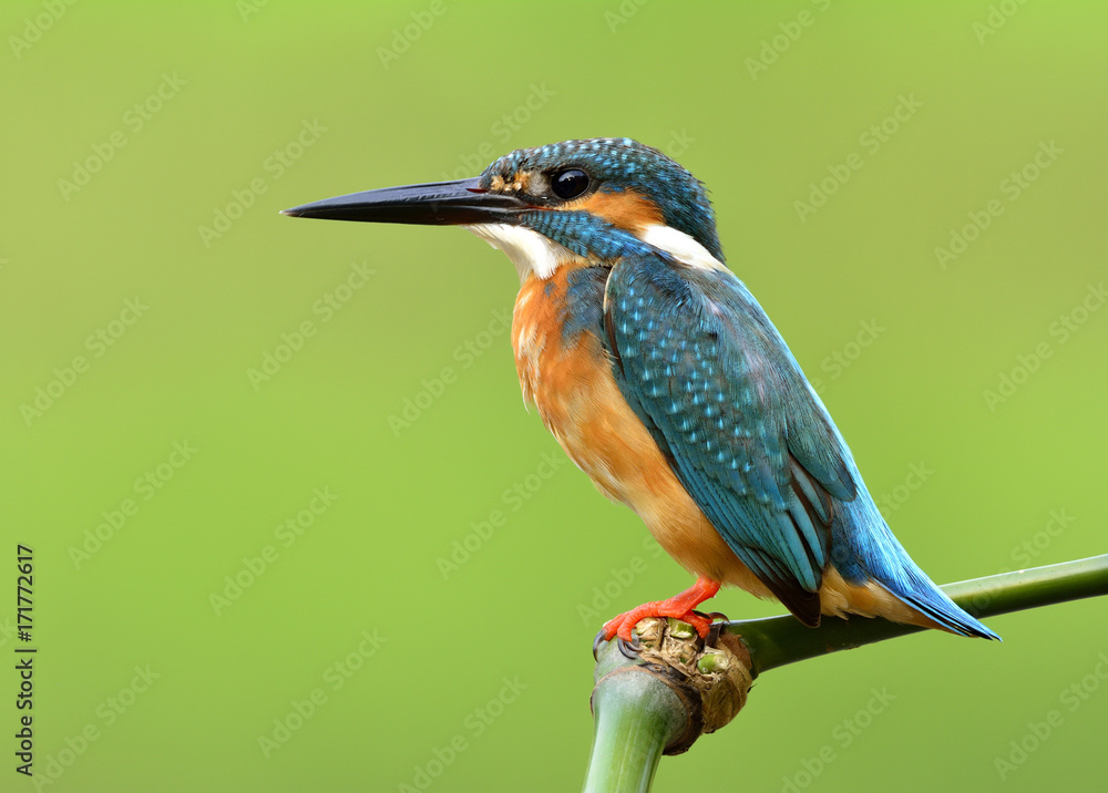 普通翠鸟（Alcedo atthis）坐在竹栖木上的美丽蓝鸟的特写镜头