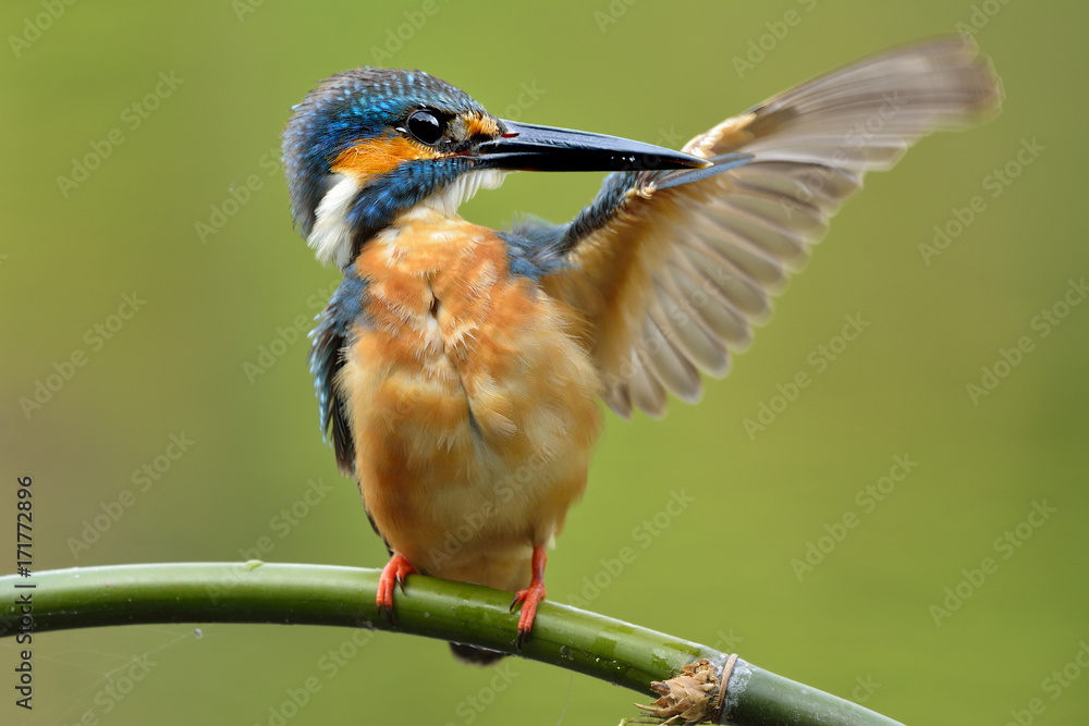 普通翠鸟（Alcedo atthis）漂亮的米色和绿松石蓝色的鸟在清洁翅膀，可爱