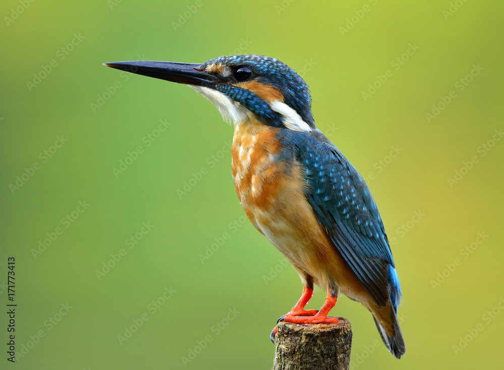 普通翠鸟（Alcedo atthis）美丽的蓝色鸟，棕色腹部栖息在杆子上，看起来很好看