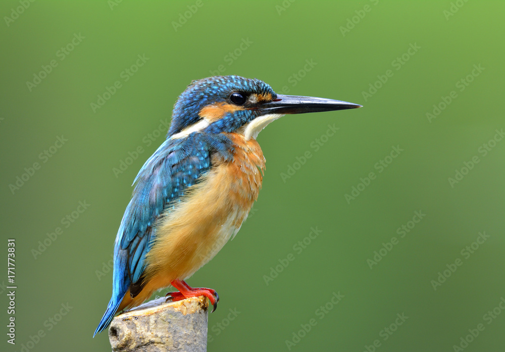 普通翠鸟（Alcedo atthis）美丽的蓝色小鸟栖息在模糊的绿色草地上的杆子上