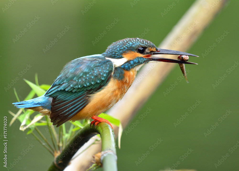 普通翠鸟（Alcedo atthis）美丽的绿色和绿松石蓝色的鸟，可爱地栖息在麸皮上