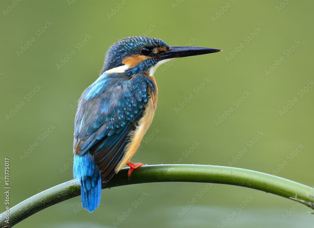 普通翠鸟（Alcedo atthis），一只美丽的蓝鸟，栖息在弯曲的竹上，栖息在绿色模糊的b上