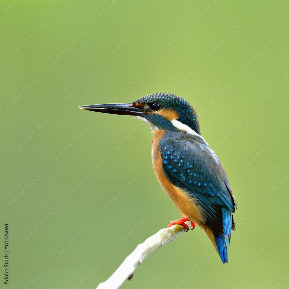 Common kingfisher (Alcedo atthis) a beautiful blue bird perching on the branch over blur green backg