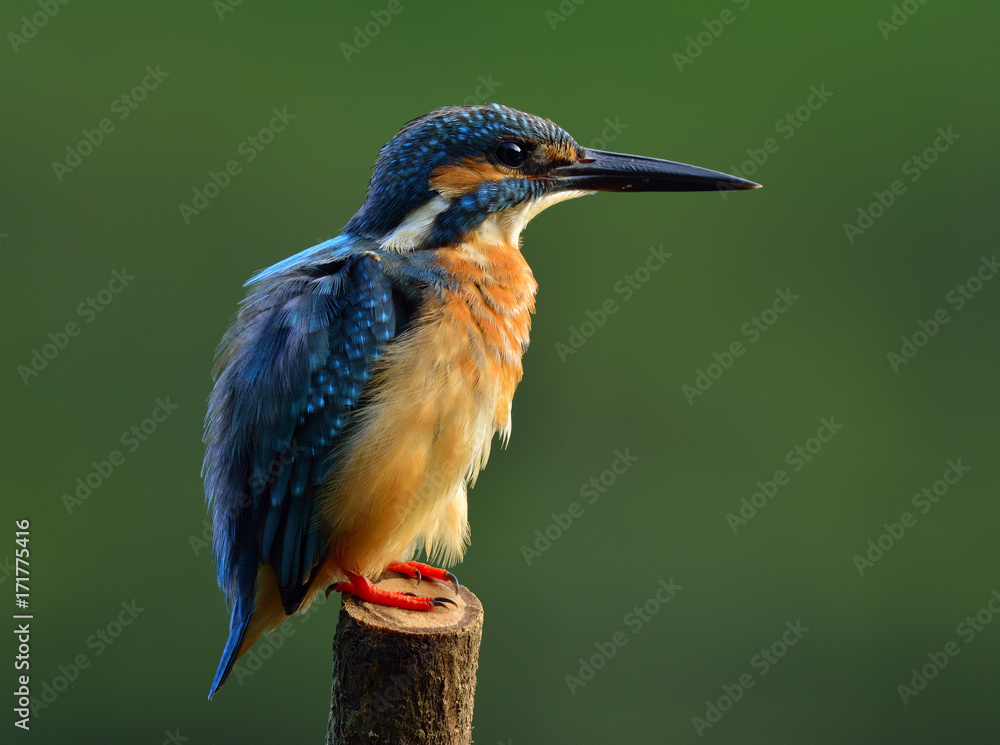 普通翠鸟（Alcedo atthis），一种美丽的胖乎乎的蓝色鸟类，栖息时羽毛蓬松