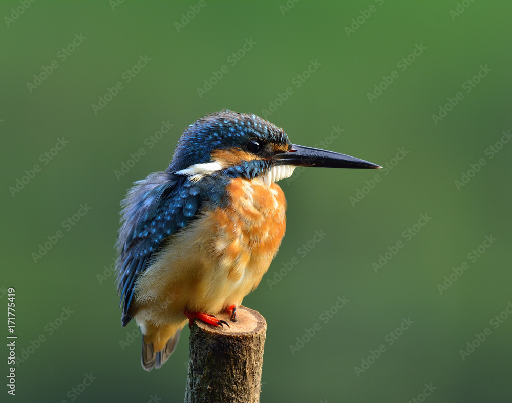 普通翠鸟（Alcedo atthis），一种美丽的、胖乎乎的蓝色鸟，栖息着蓬松的羽毛。