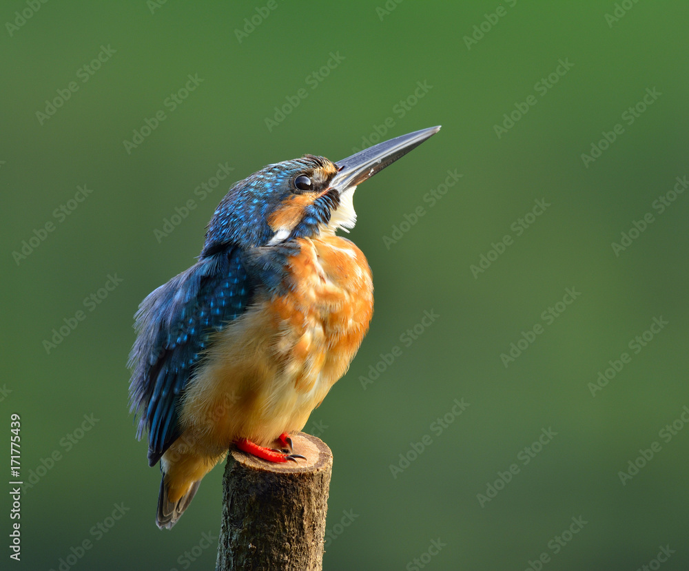 普通翠鸟（Alcedo atthis），一种美丽的、胖乎乎的蓝色鸟，栖息着蓬松的羽毛。