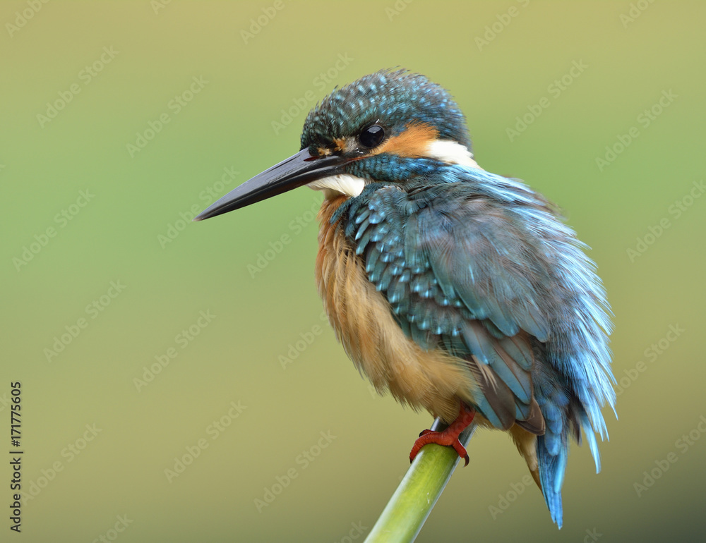 普通翠鸟（Alcedo atthis），一只可爱的蓝鸟，平静地栖息在竹签上，完成了蓬松的壮举