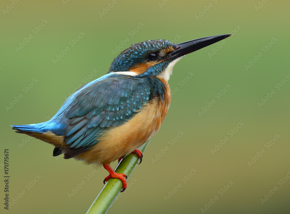 普通翠鸟（Alcedo atthis），一只可爱的蓝鸟，平静地栖息在竹棒上，露出侧边。