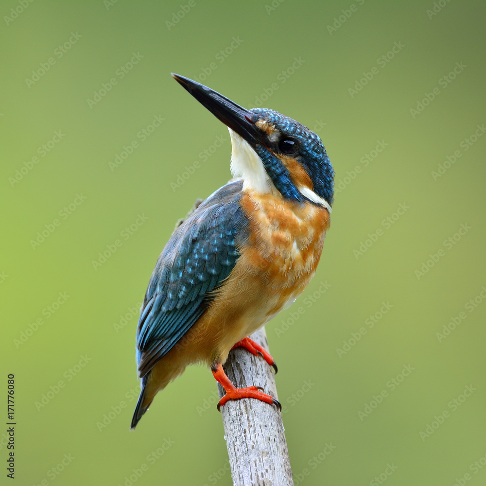 普通翠鸟（Alcedo atthis）栖息在杆子上，抬头仰望天空，