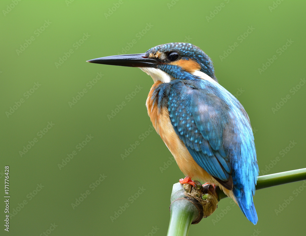 Common Kingfisher (Alcedo atthis) beautiful blue bird sitting on bamboo stick to fishing in the stre