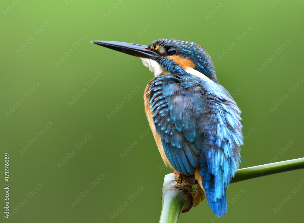 普通翠鸟（Alcedo atthis）美丽的蓝色小鸟，羽毛蓬松，坐在竹签上