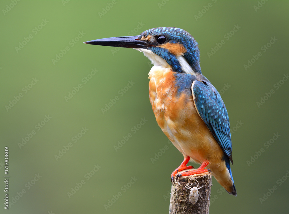 Common Kingfisher (Alcedo atthis) lovely blue bird sitting on pole in the stream with puffy feathers