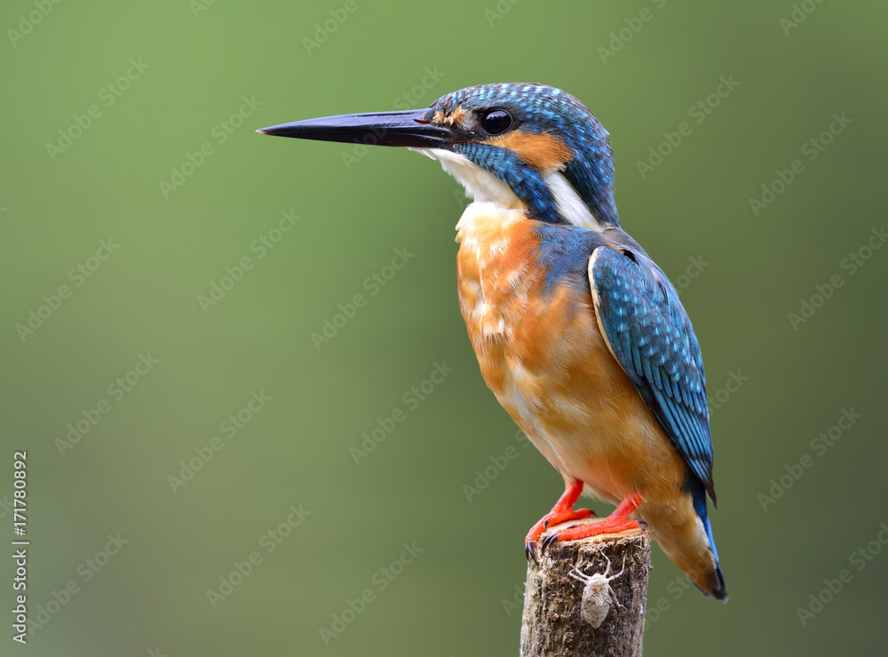 普通翠鸟（Alcedo atthis）可爱的蓝鸟，坐在溪流中的柱子上，羽毛蓬乱