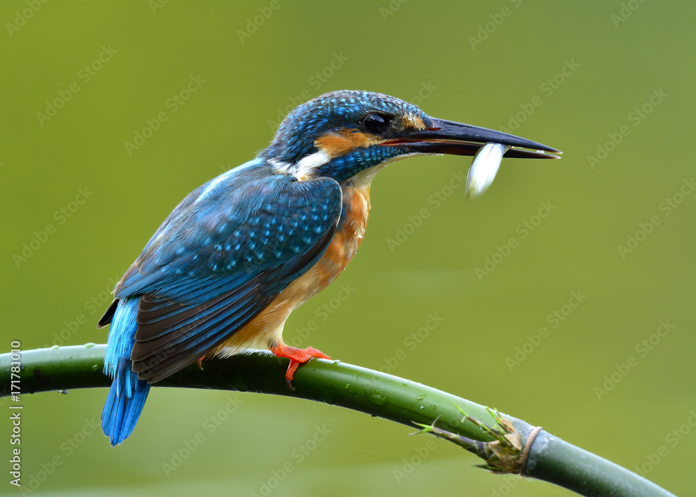 普通翠鸟（Alcedo atthis）小而美丽的蓝鸟在溪流中钓鱼，异国情调