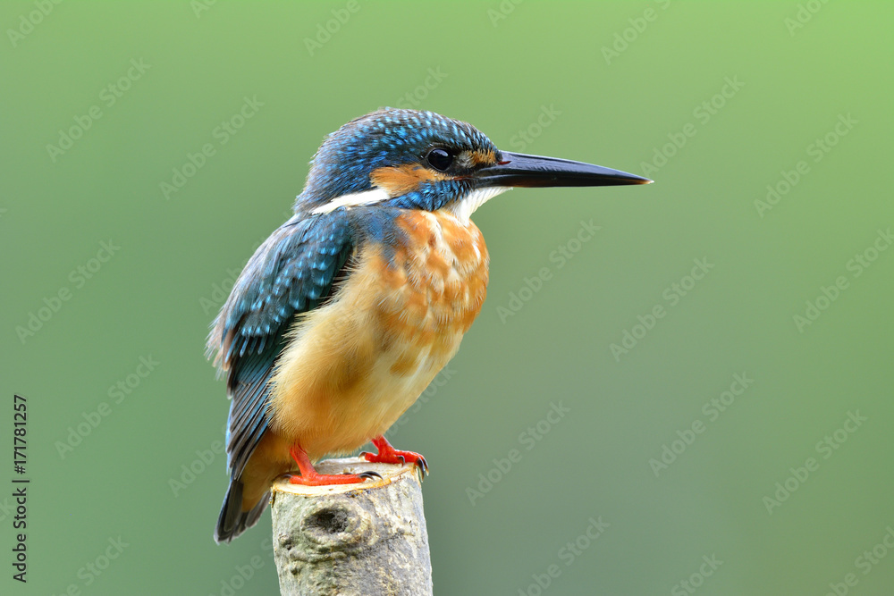 普通翠鸟（Alcedo atthis），一只美丽的蓝鸟，站在切割过的木杆上展示它