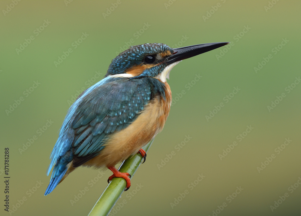 普通翠鸟（Alcedo atthis），这只可爱的蓝鸟平静地栖息在竹签上，表现得很好