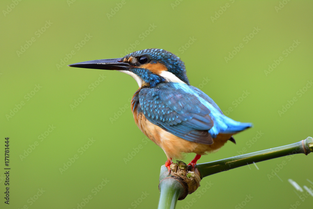 Common Kingfisher (Alcedo atthis) the lovely blue bird shitting while perching on the bamboo stick, 