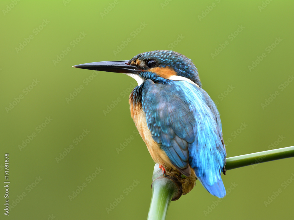 可爱的蓝鸟，普通翠鸟（Alcedo atthis）坐在竹竿上在溪流中钓鱼