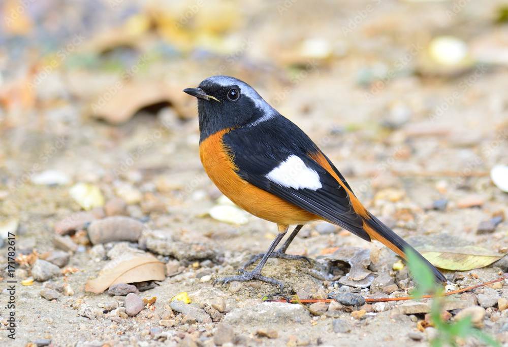 Daurian Redstart（凤凰极光）美丽的鸟橙色腹部，黑色翅膀和银色探照灯