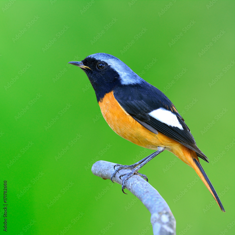 Daurian Redstart（Auroreus Phoenicurus）美丽的黑色和橙色，上面栖息着银头鸟