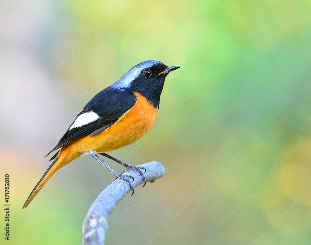 Daurian Redstart（Auroreus Phoenicurus）美丽的橙色腹部鸟，黑色翅膀和银色头部per