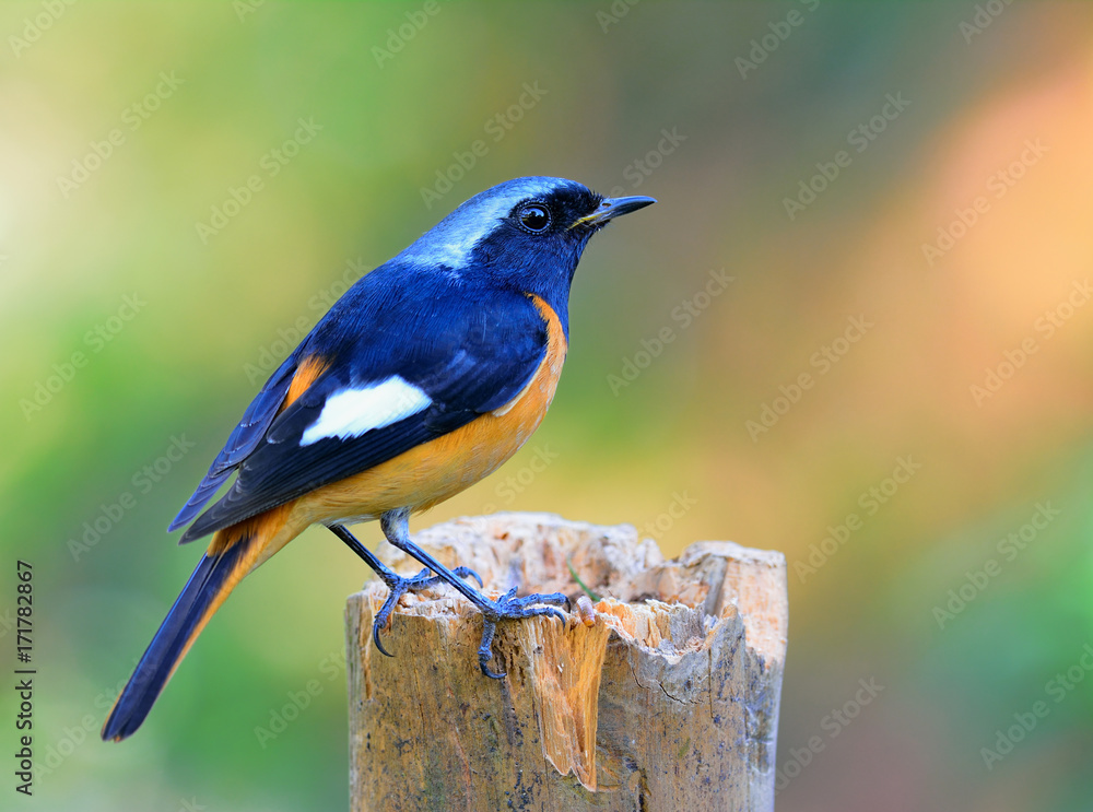 Daurian Redstart (Auroreus Phoenicurus) beautiful orange belly bird, black wings and silver head per