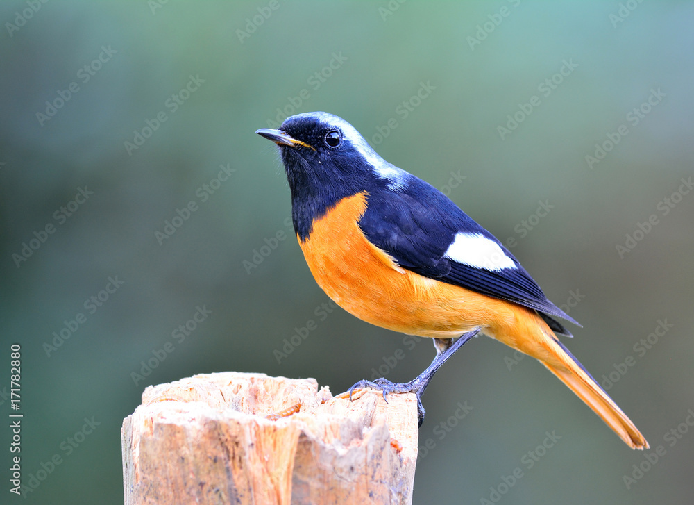 Daurian Redstart（Auroreus Phoenicurus）美丽的橙色腹部鸟，黑色翅膀和银色头部per