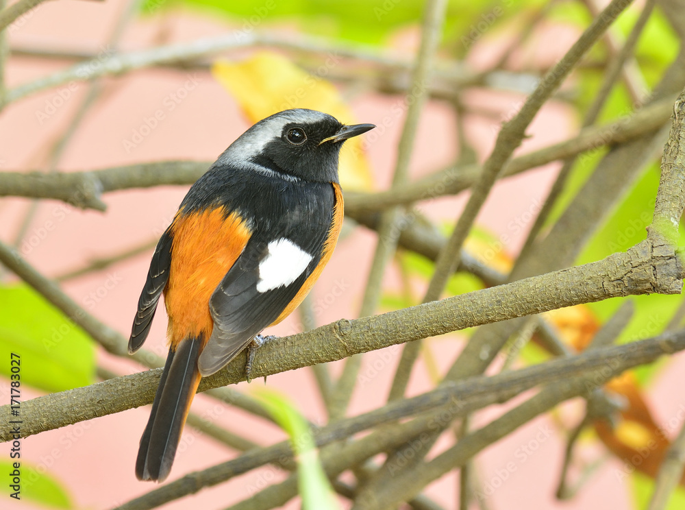 Daurian Redstart（Auroreus Phoenicurus）美丽的橙色腹部鸟类，黑色翅膀和银色栖息