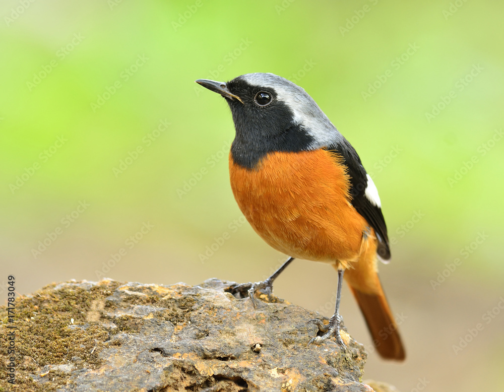 Daurian Redstart（Auroreus Phoenicurus）美丽的橙色腹部鸟类，黑色翅膀和银色栖息