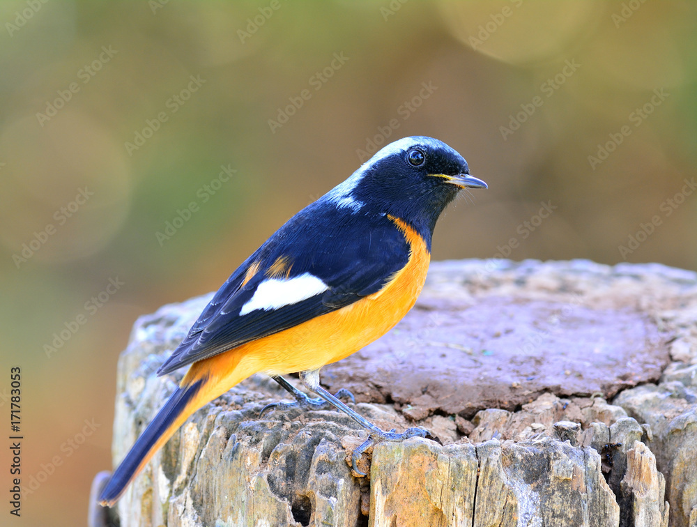 Daurian Redstart（Auroreus Phoenicurus）美丽的橙色腹部鸟，黑色翅膀和银色头部per