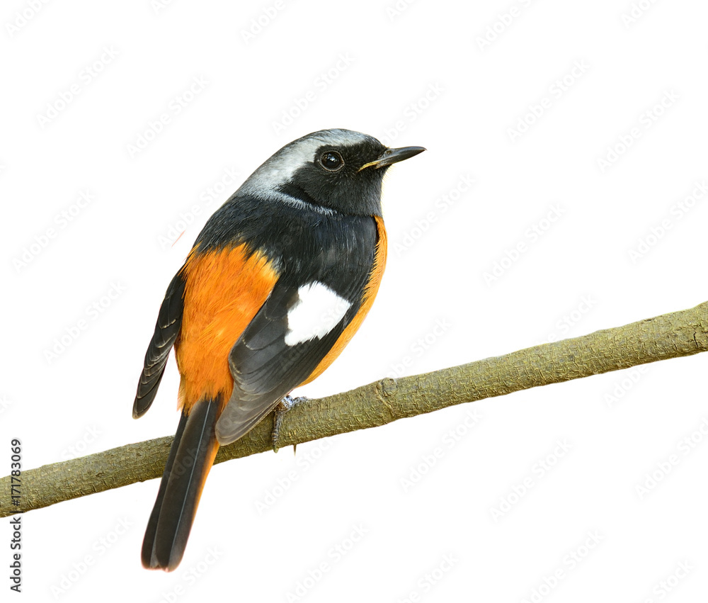 Daurian Redstart (Auroreus Phoenicurus) beautiful orange bird, black wings and silver head perching 