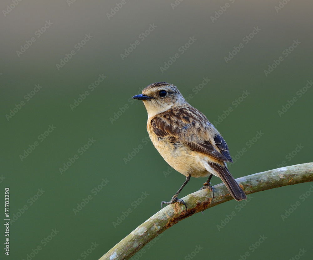 Female of Stejnegers Stonechat (Saxicola stejnegeri) the lovely brown bird perching on the curve br