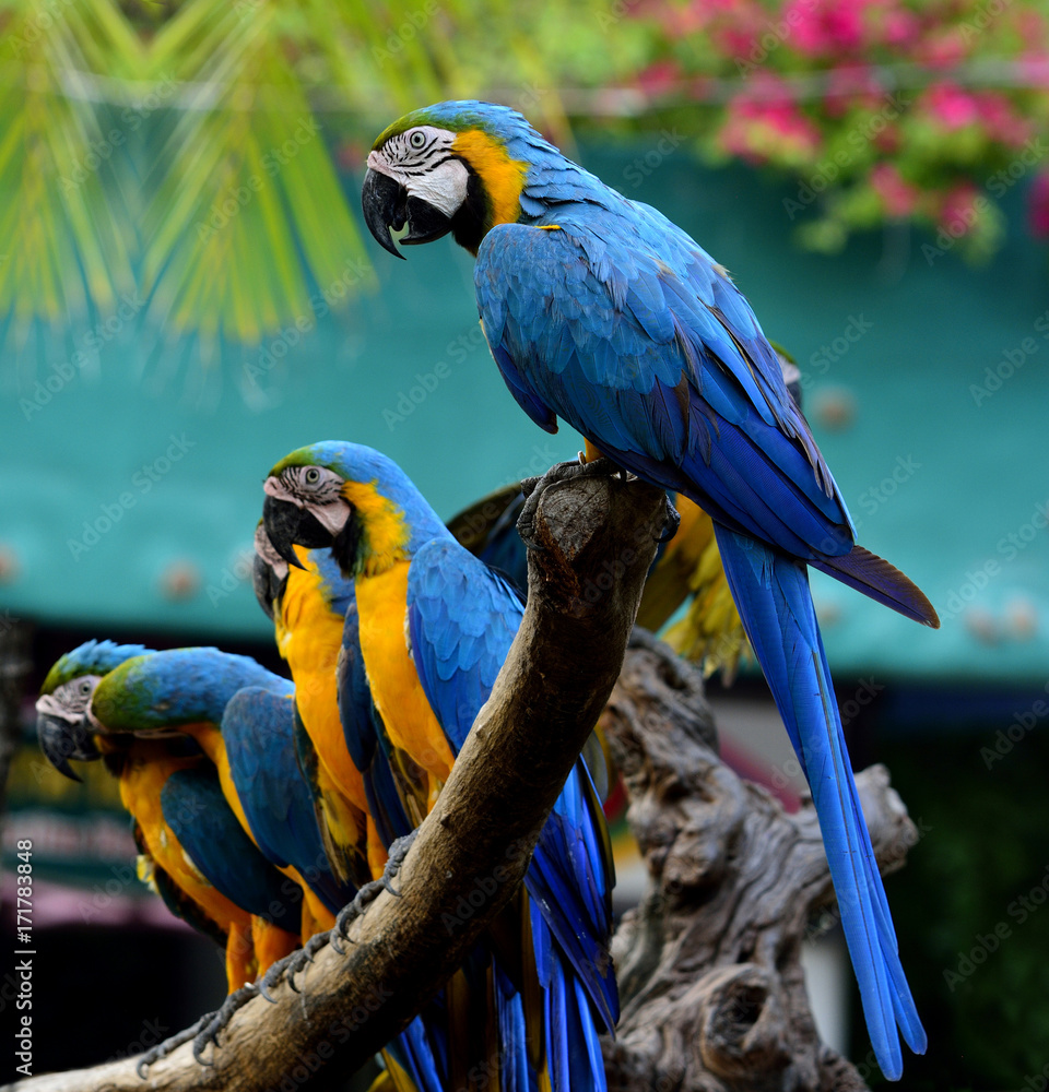 Flock of  Blue-and-yellow (Ara ararauna) or Blue and Gold macaw parrot birds perching on the log tog