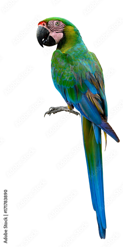 Great green macaw (Ara ambiguus) or Buffons macaw, the beautiful green parrot with red head isolate