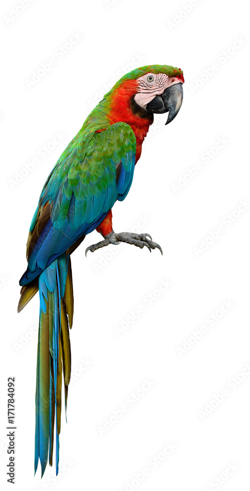 Harlequin Macaw，第一代杂交种，由蓝色、金色Macaw和绿色翅膀Macaw杂交而成，漂亮