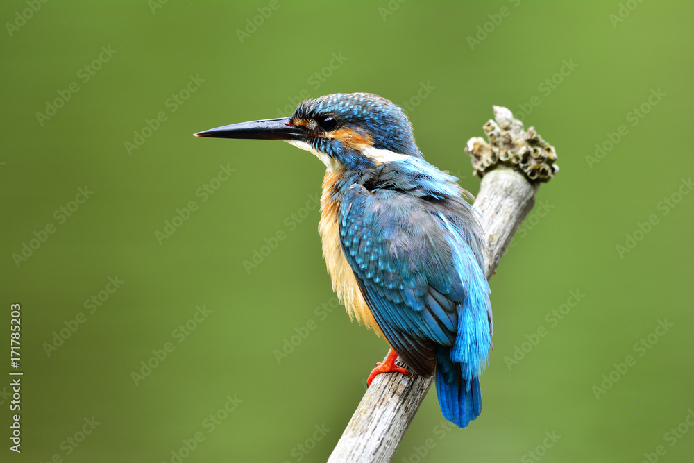 普通翠鸟（Alcedo atthis）的雄性，美丽的蓝鸟栖息在上面，露出蓬松的羽毛