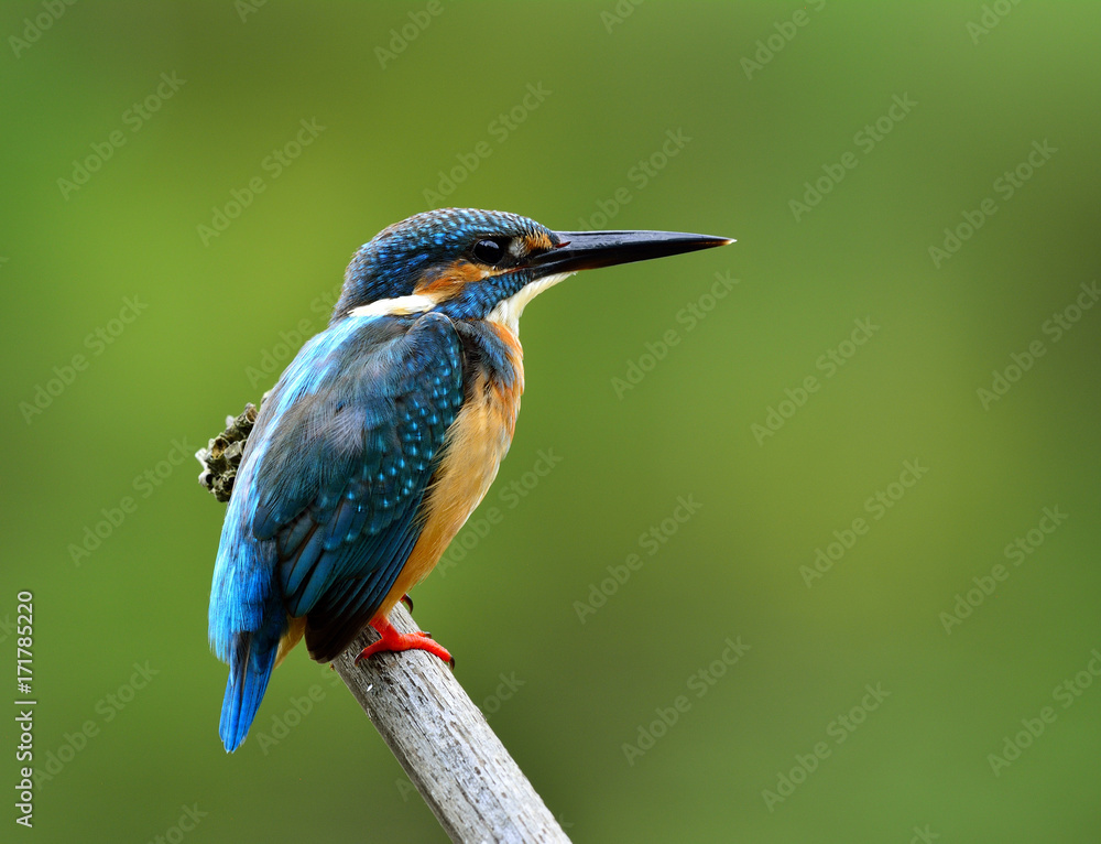 普通翠鸟雄性（Alcedo atthis）欧亚翠鸟或河翠鸟，美丽的蓝色bi