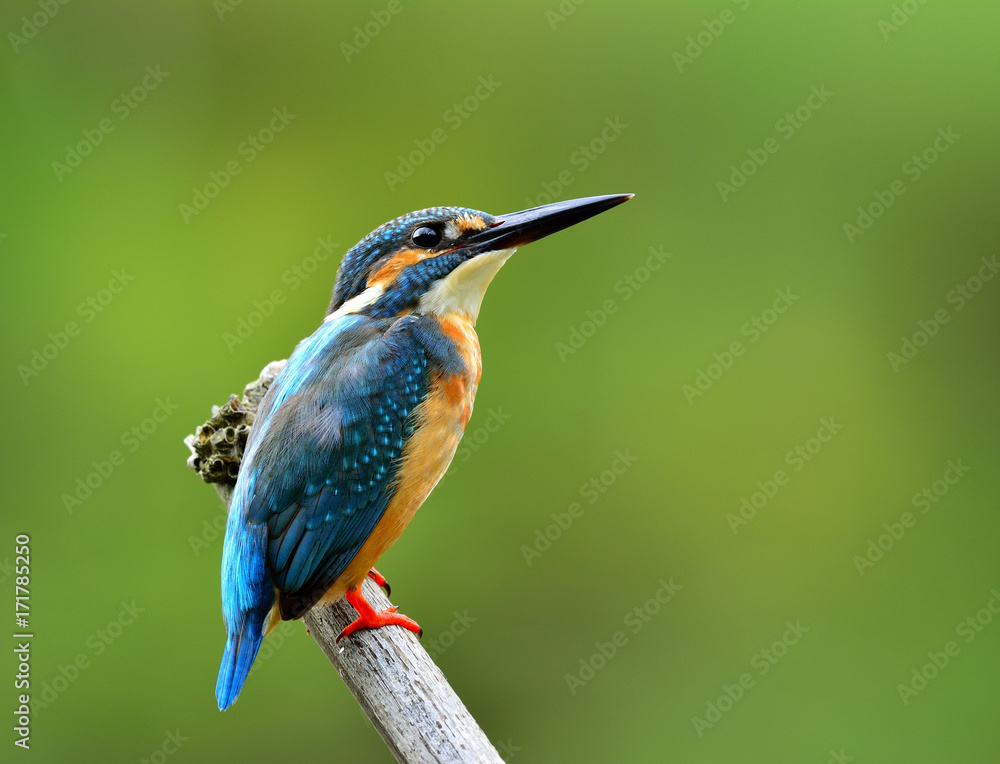 普通翠鸟雄性（Alcedo atthis）欧亚翠鸟或河翠鸟，美丽的蓝色bi