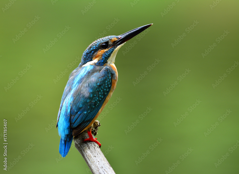 普通翠鸟雄性（Alcedo atthis）欧亚或河流翠鸟，一种美丽的蓝色孤独鸟