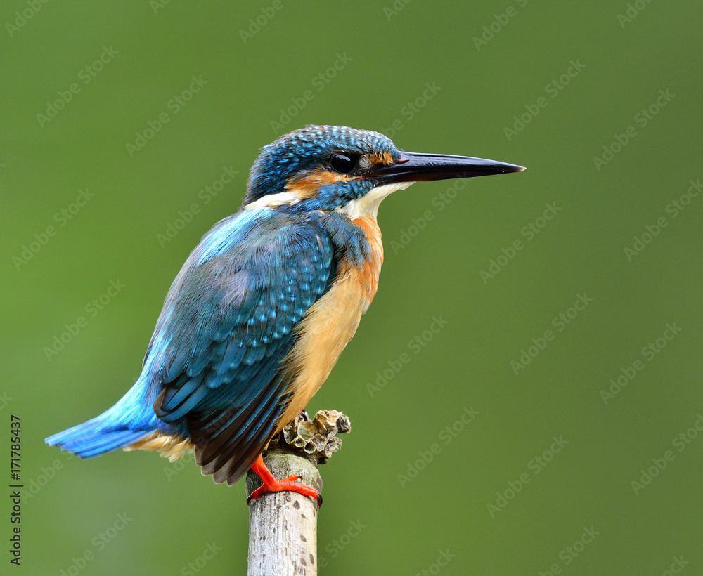 普通翠鸟（Alcedo atthis）的雄性欧亚或河流翠鸟，一只美丽的蓝色鸟，孤独的他