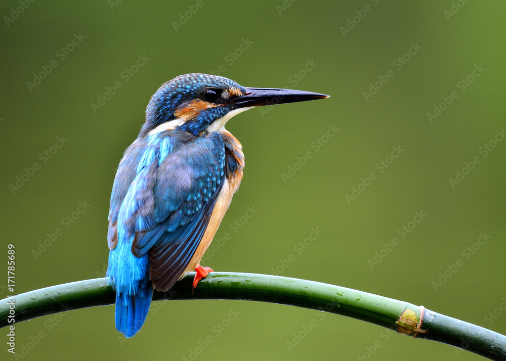 普通翠鸟雄性（Alcedo atthis）欧亚翠鸟或河翠鸟，美丽的蓝色bi