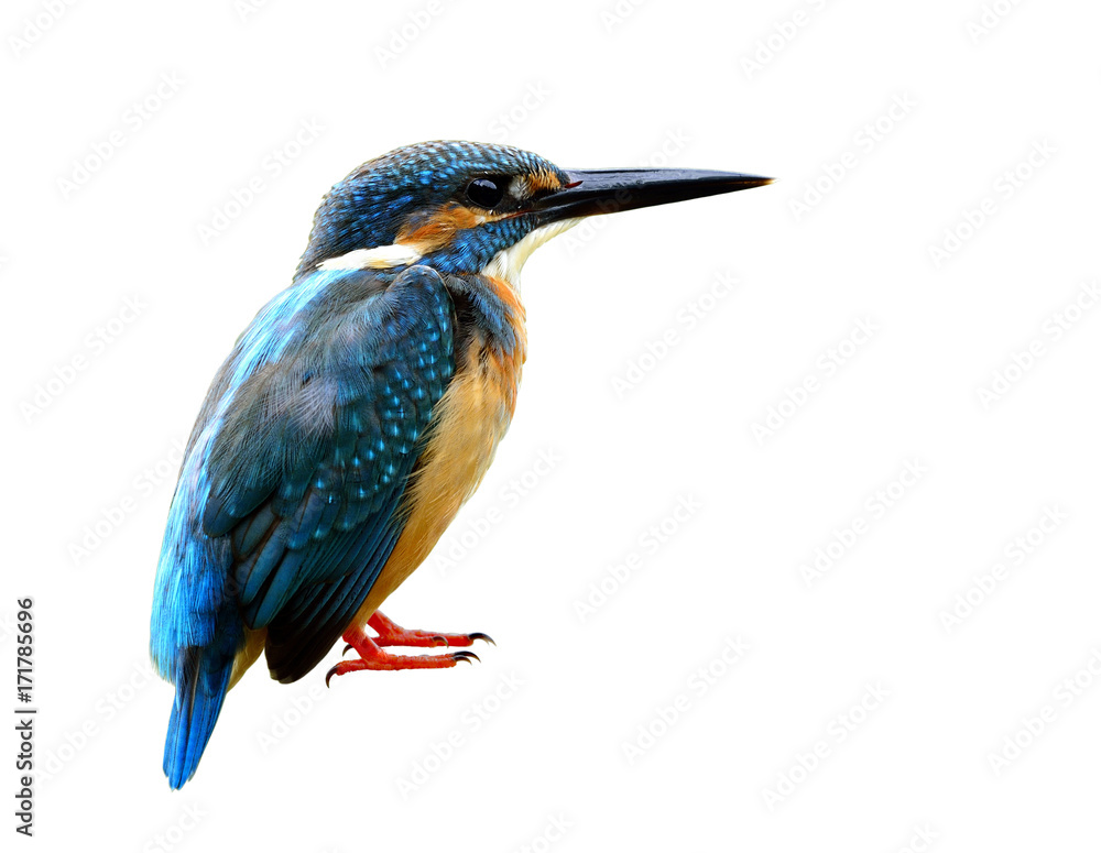 Male of Common kingfisher (Alcedo atthis) Eurasian or River kingfisher, beautiful blue bird isolated