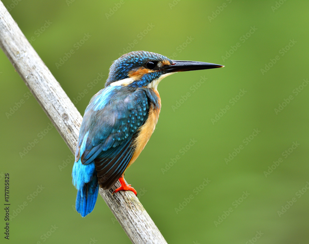 Male of Common kingfisher (Alcedo atthis) Eurasian or River kingfisher, beautiful blue bird lonely p